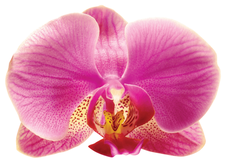 Radiant Orchid Flower