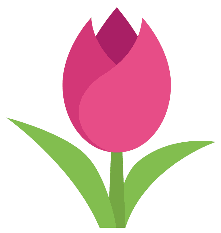 Pink Tulip Flower Stem