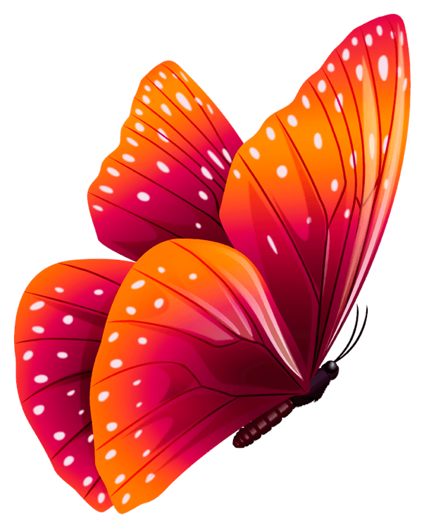 Orange and Pink Butterfly