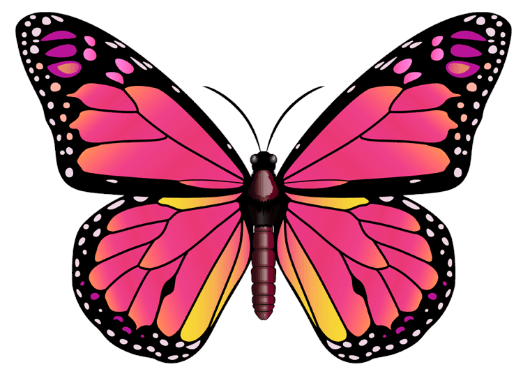 Pink Butterfly