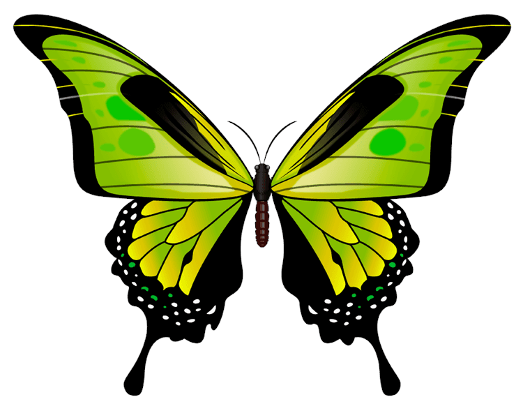 Green Butterfly