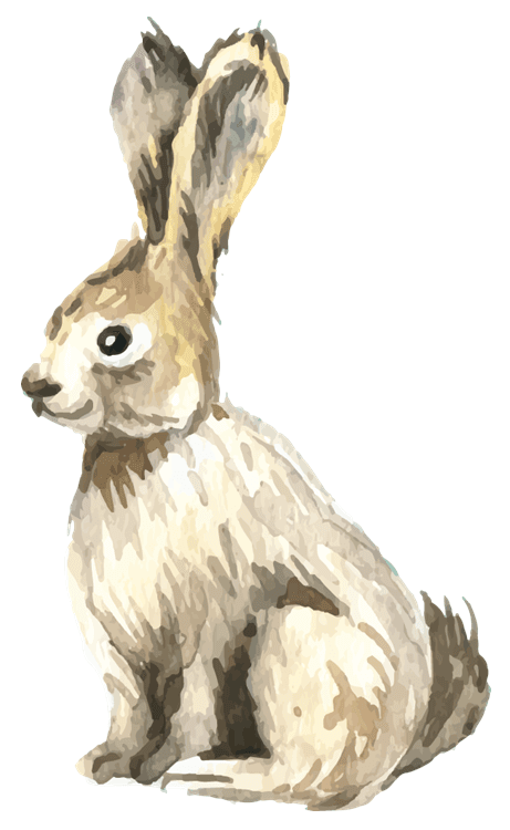 Rabbit