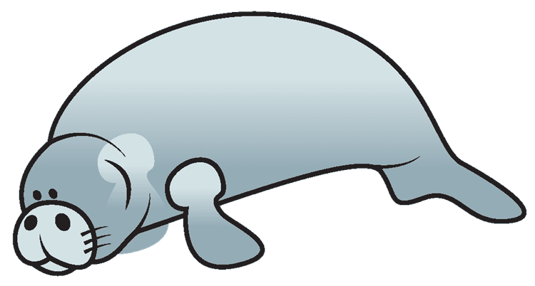 Dopey Manatee