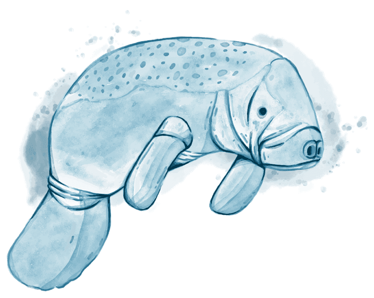 manatee 2