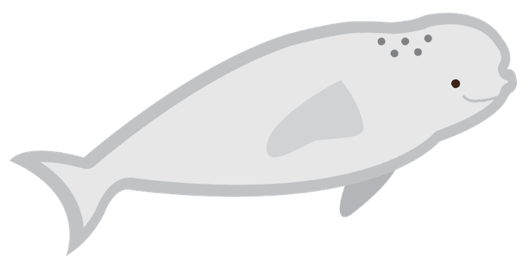 Beluga Whale