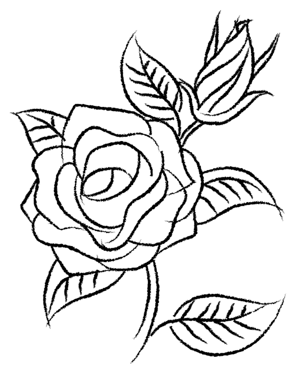 Ink Rose and Bud Flower