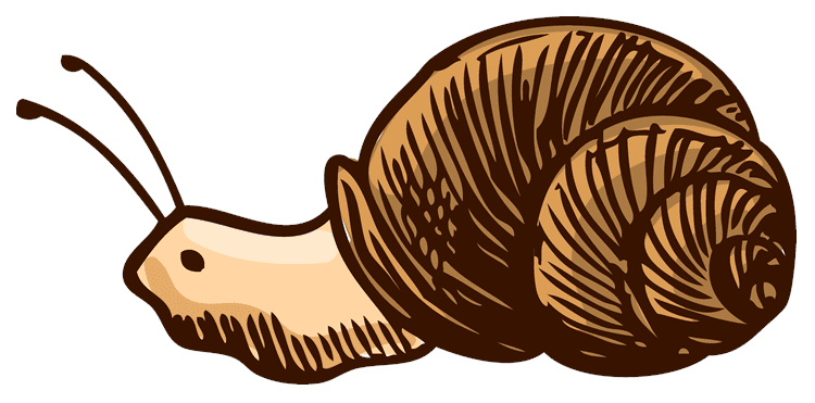 Snail