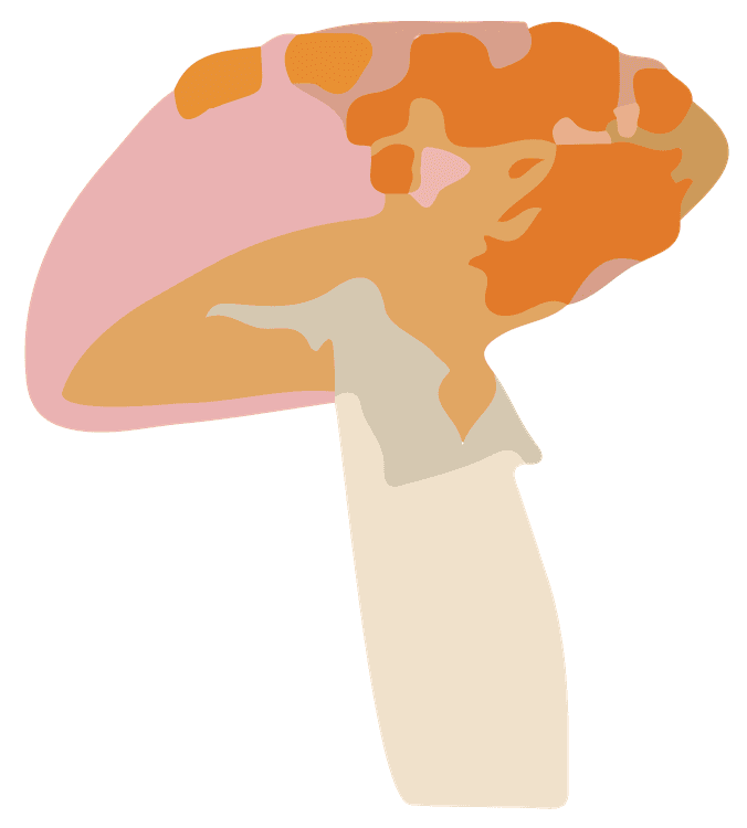 Amanita