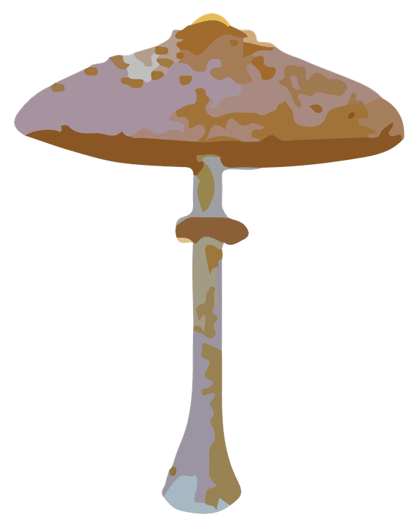 Parasol Mushroom