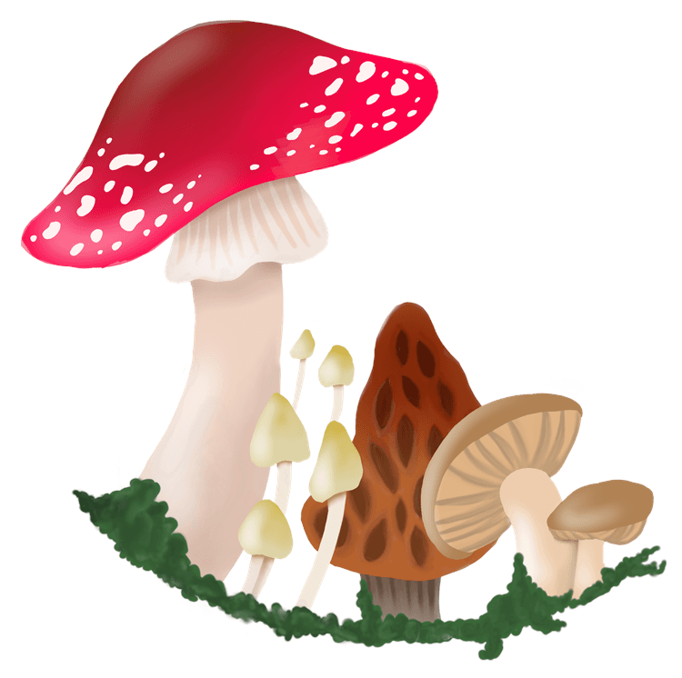 Whimsical Mushrooms