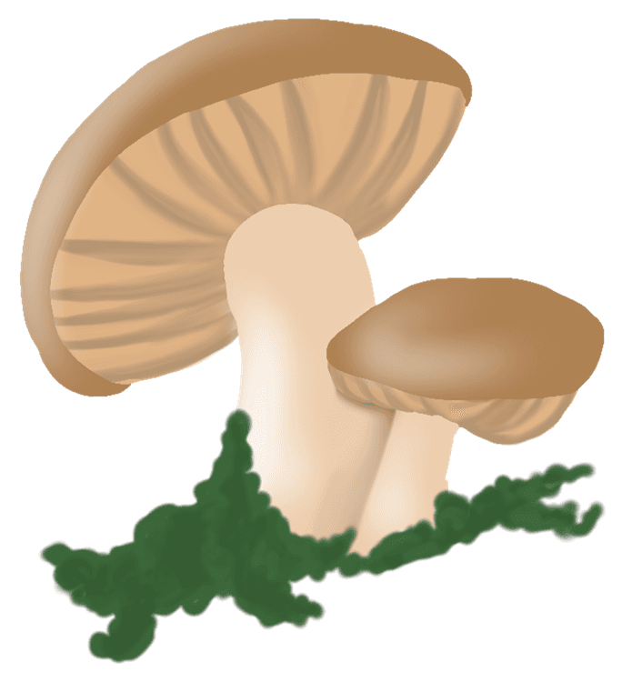 Whimsical Shiitake Mushroom