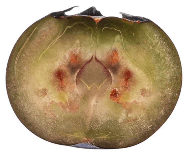 Blueberry Sliced and Closeup