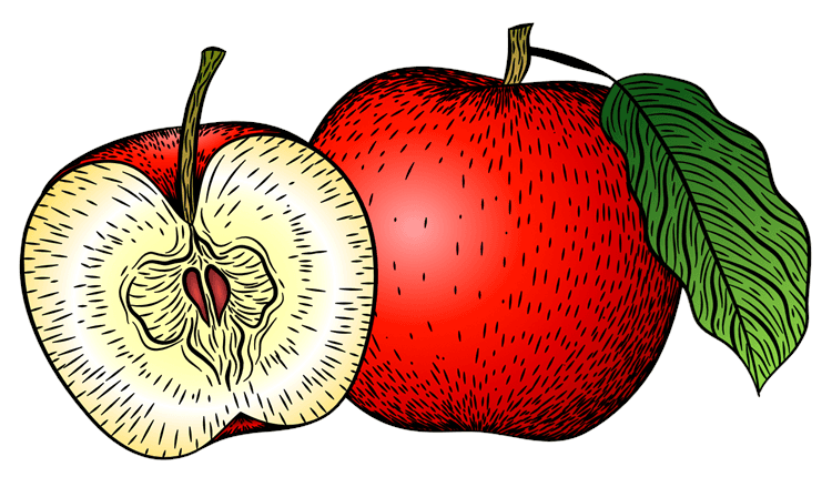 Apple Illustration