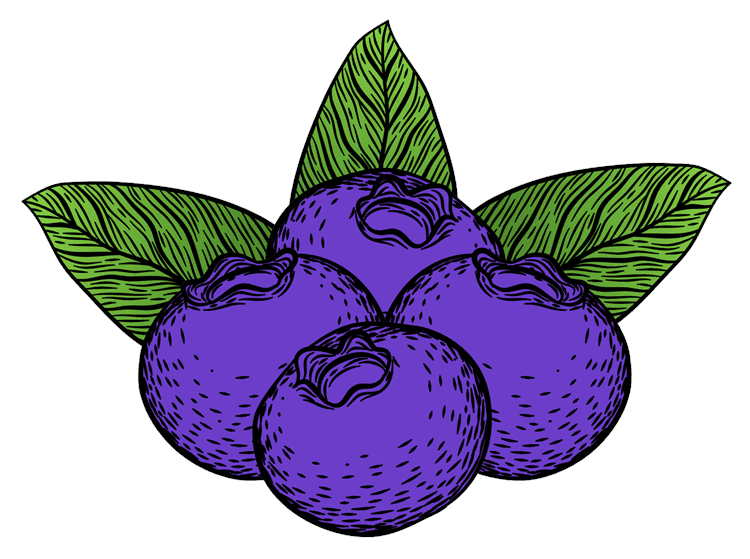 Blueberry Illustration