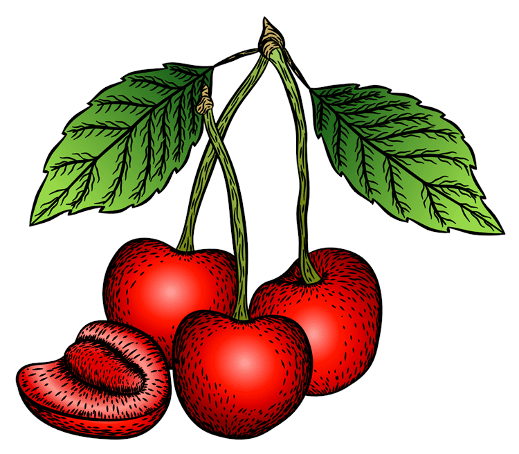 Cherry Illustration