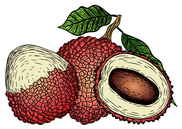 Lychee Illustration
