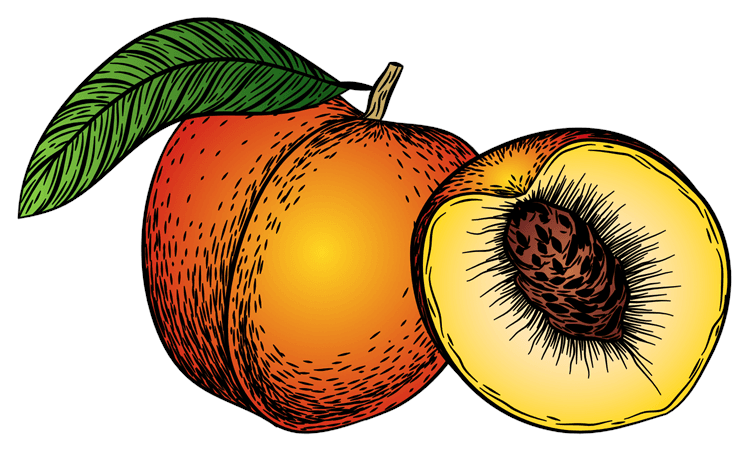 Peach Illustration