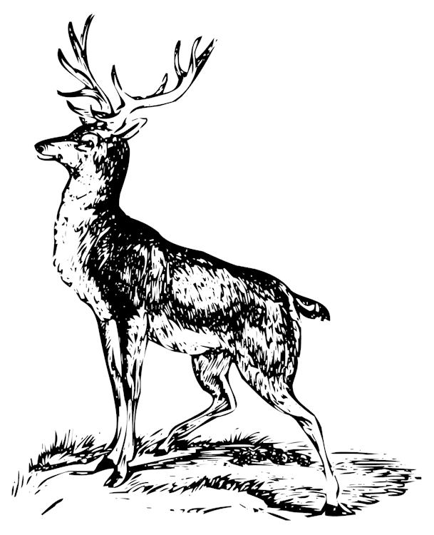 MP_Deer