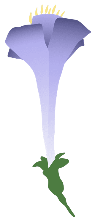 Purple Trumpet Flower