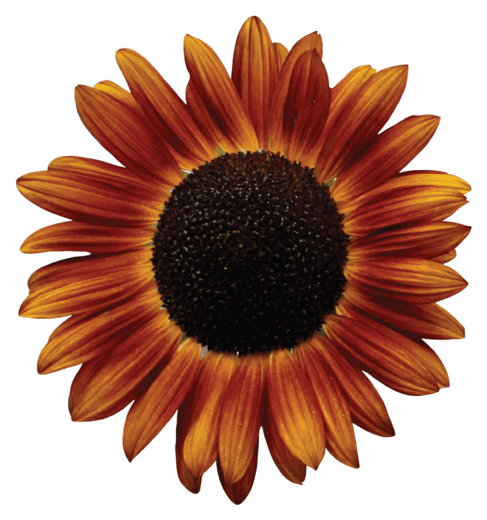 Orange Sunflower