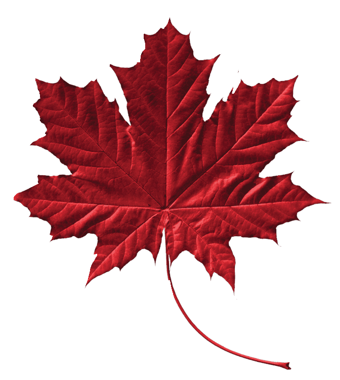Detailed Maple Leaf 