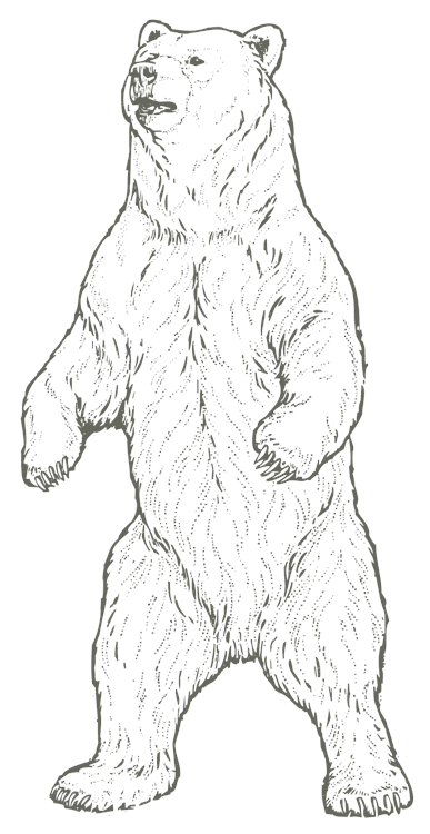 Bear Standing Drawing